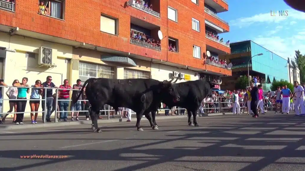Emocionante encierro en Cuéllar