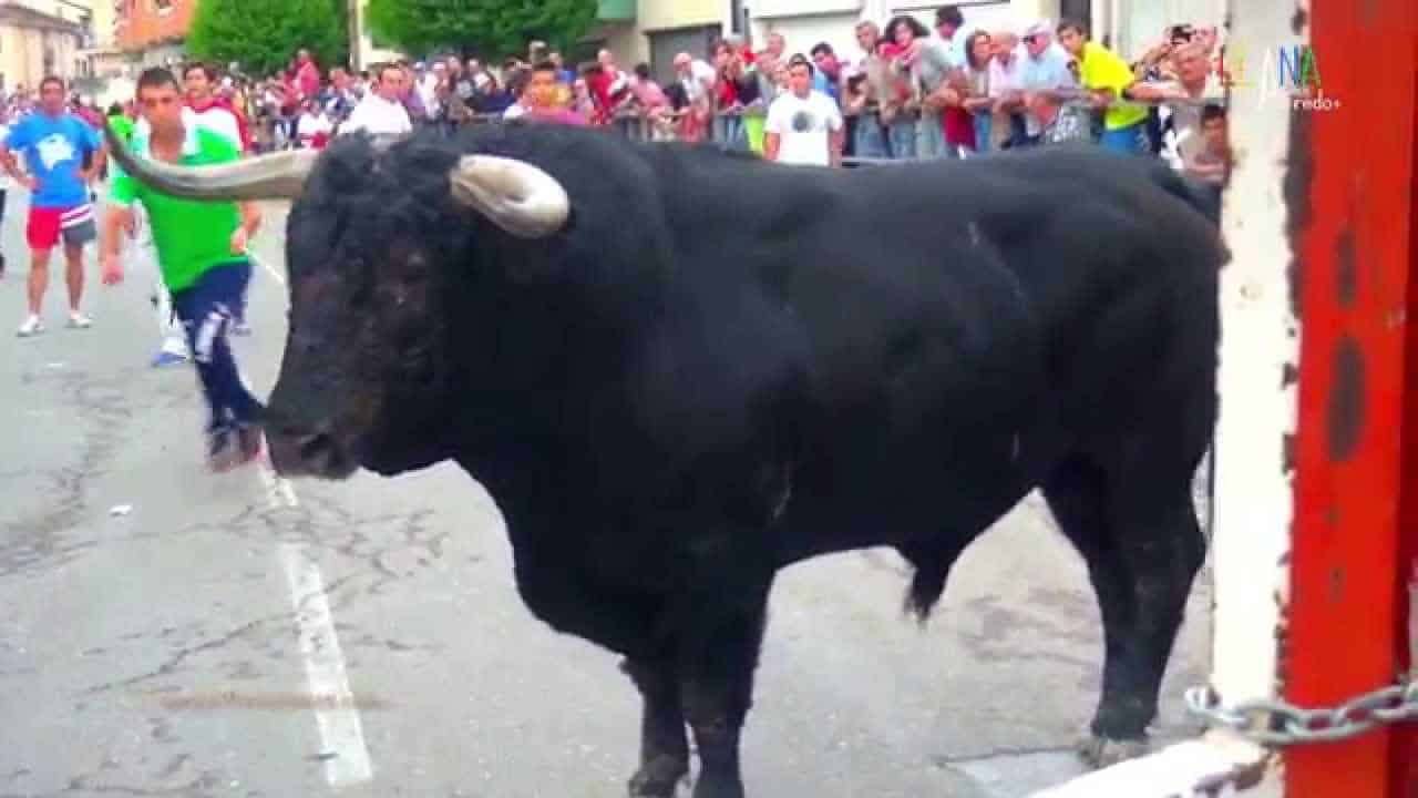 Enorme toro segundo encierro Cuéllar 2015