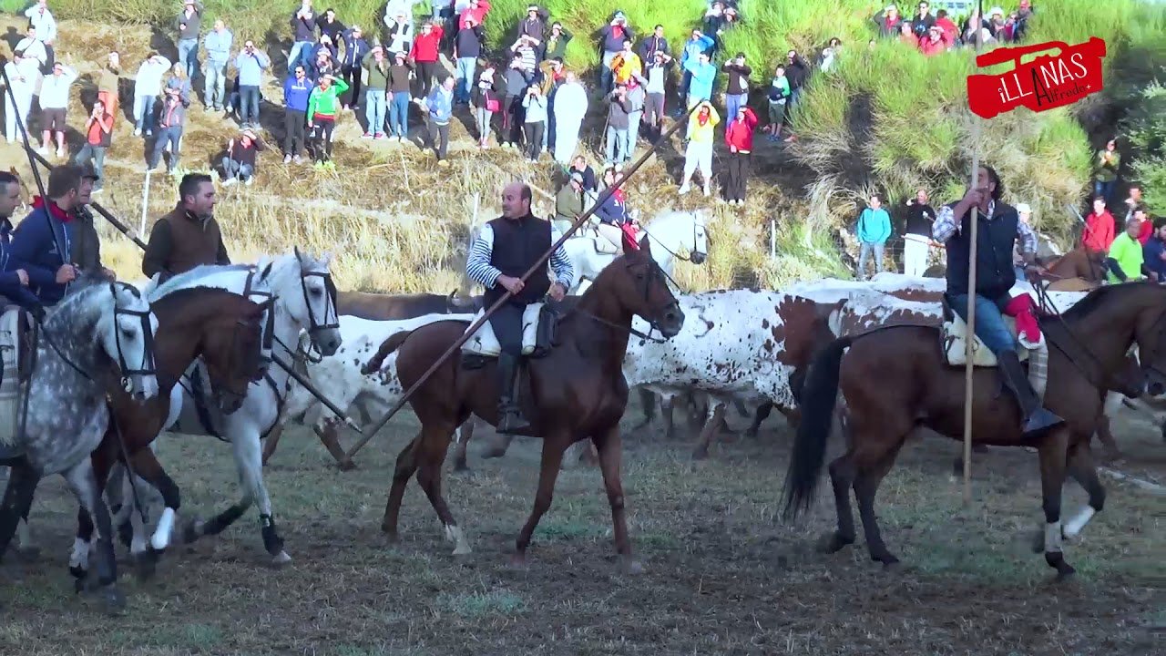 Cuéllar caballos en encierro