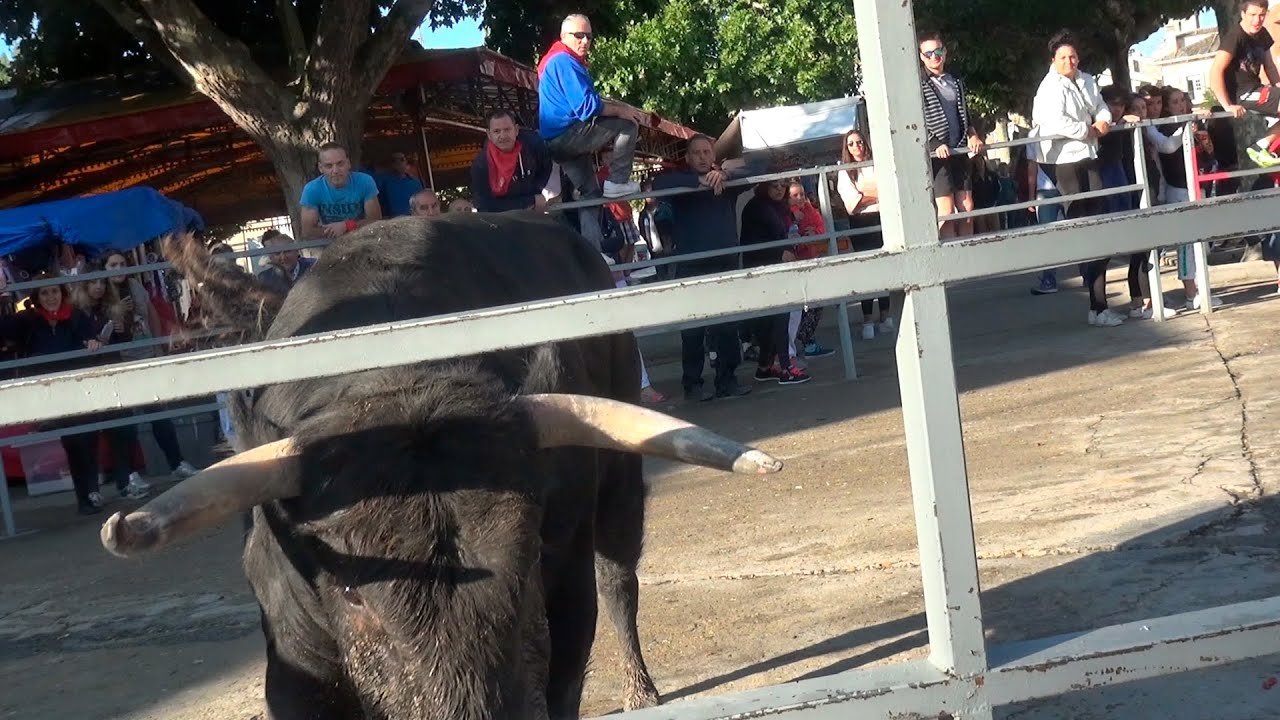 Toro pega en las vallas Cuéllar