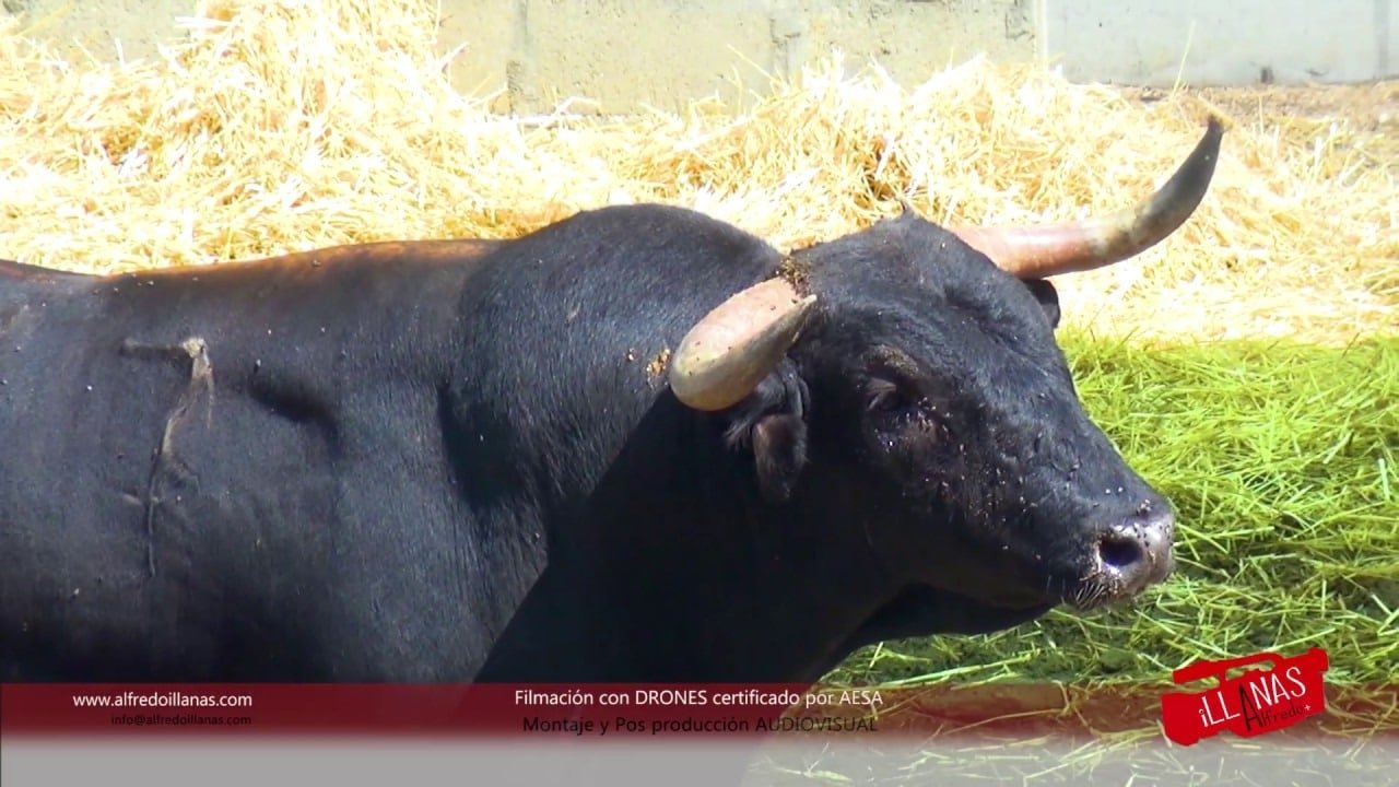 toros en los corrales de Cuéllar