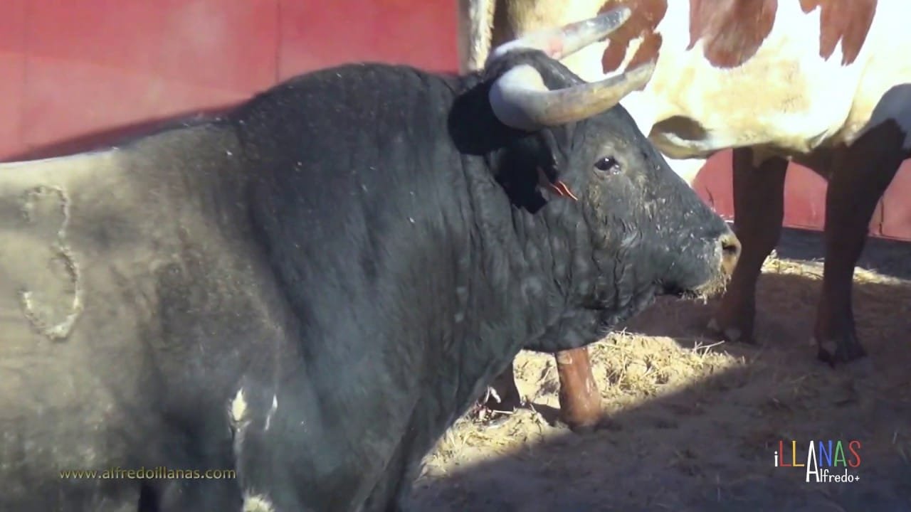 Toro en los corrales