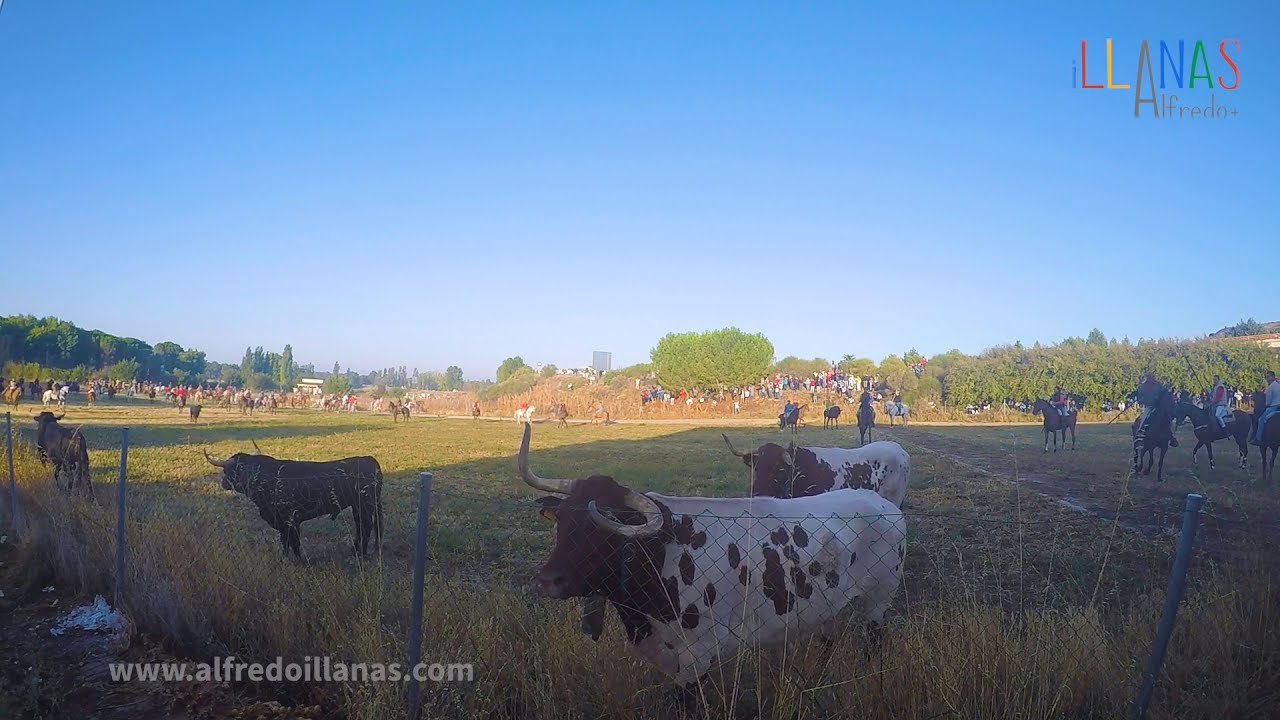 Un toro apunto de escapar en el polígono