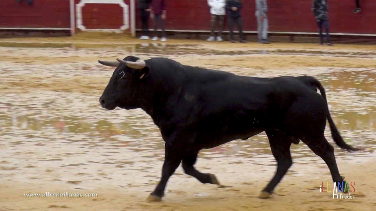 toro bajo el agua