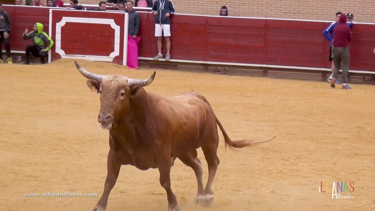 Un toro rojo desorientado