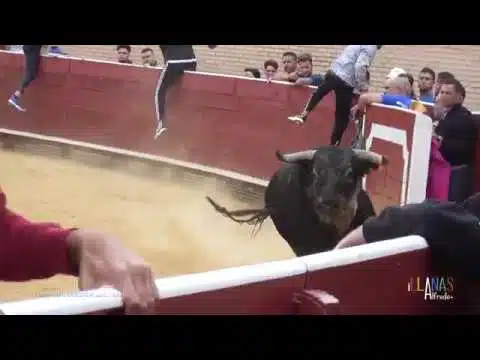 Toro en el ruedo