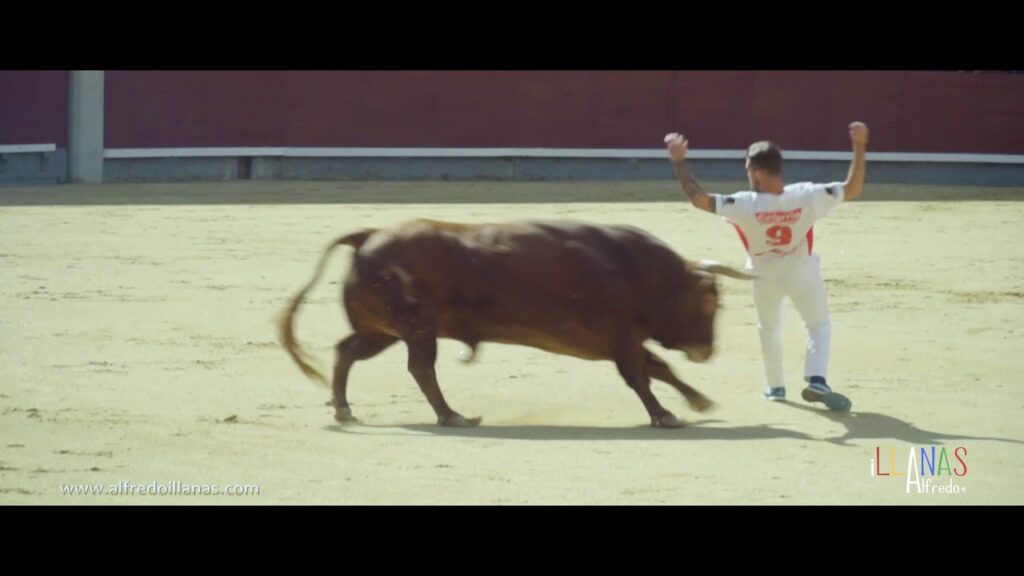 Corte a un toro final del campeonato de España