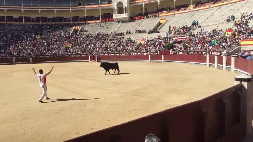 Toro y recortador