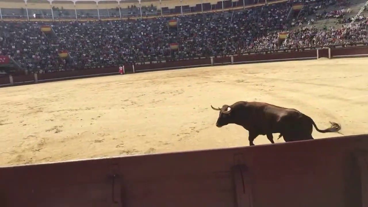 toro rojo en el ruedo