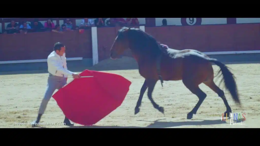 Caballo toreado