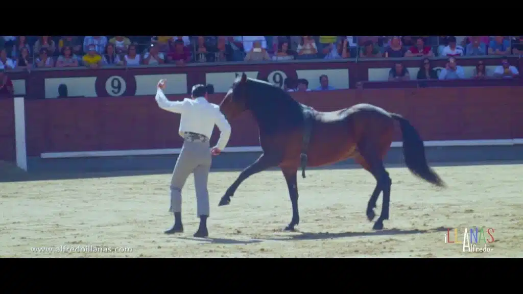 Baile de un caballo