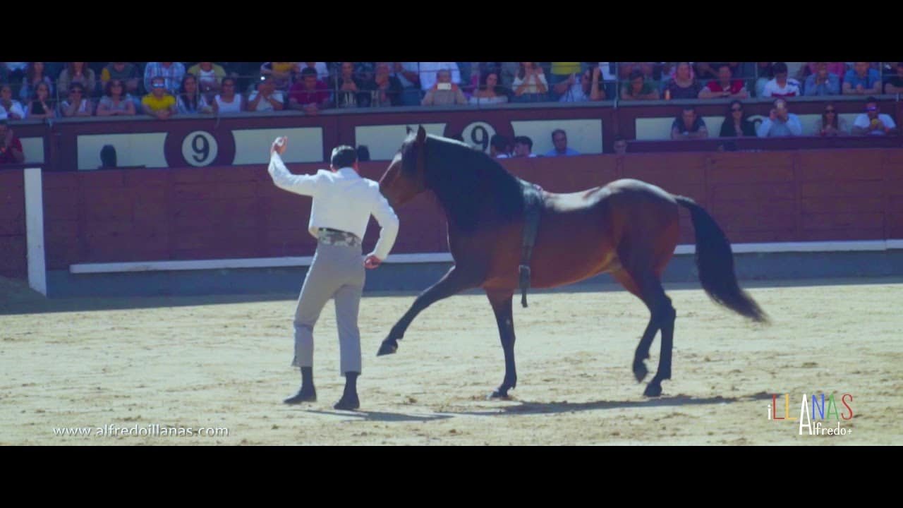Baile de un caballo
