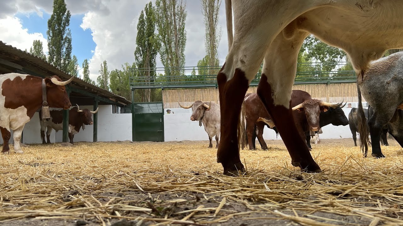 Toros y manso en los corrales del cega