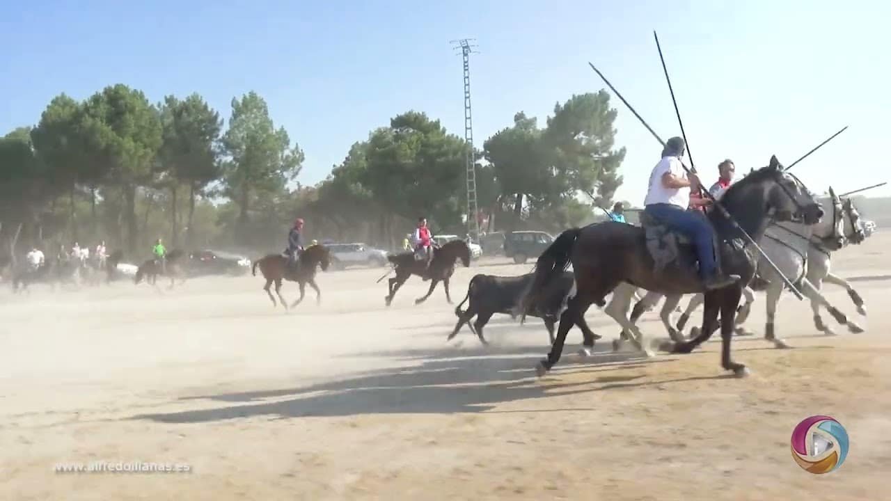Caballos y toros por la cañada