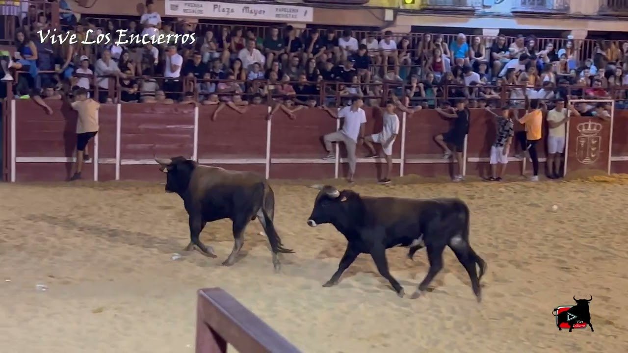 toros en la nocturna