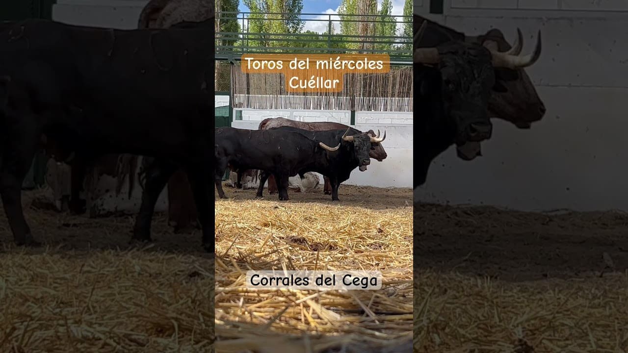 toros descansando en el Cega