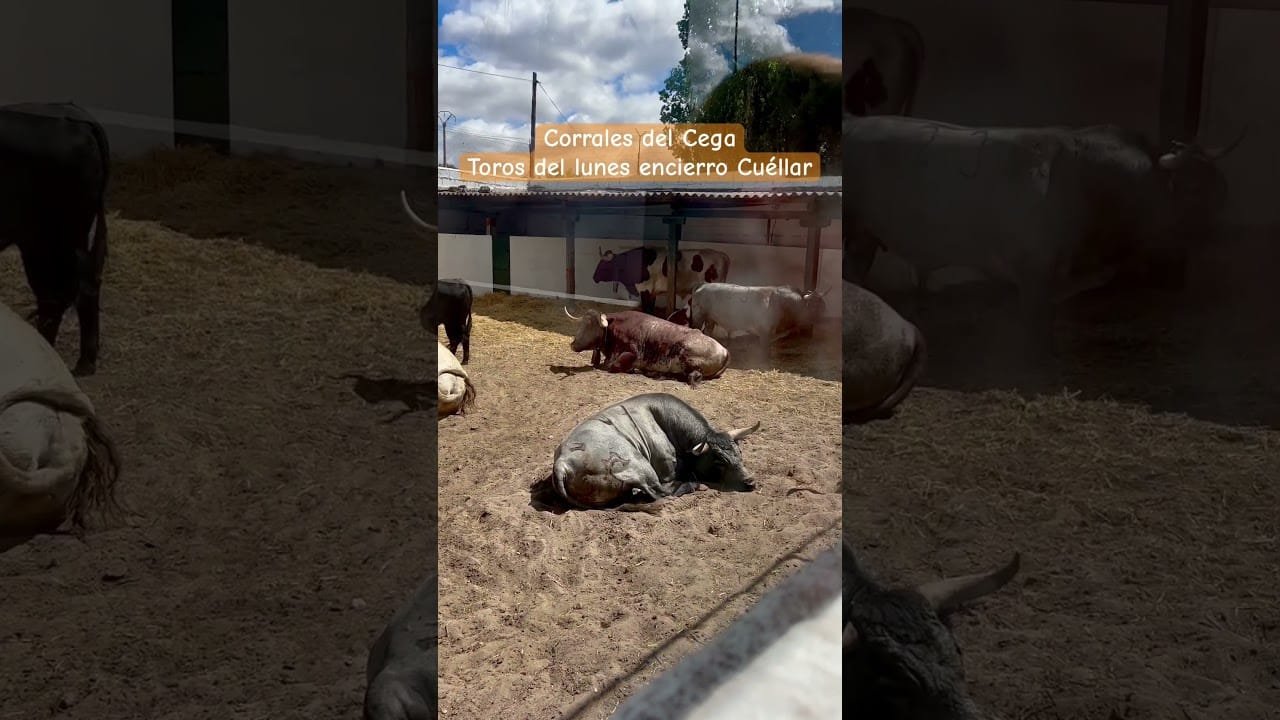 Toros echando la siesta en los corrales del cega