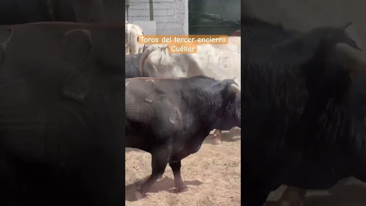 Toros inquietos en los corrales