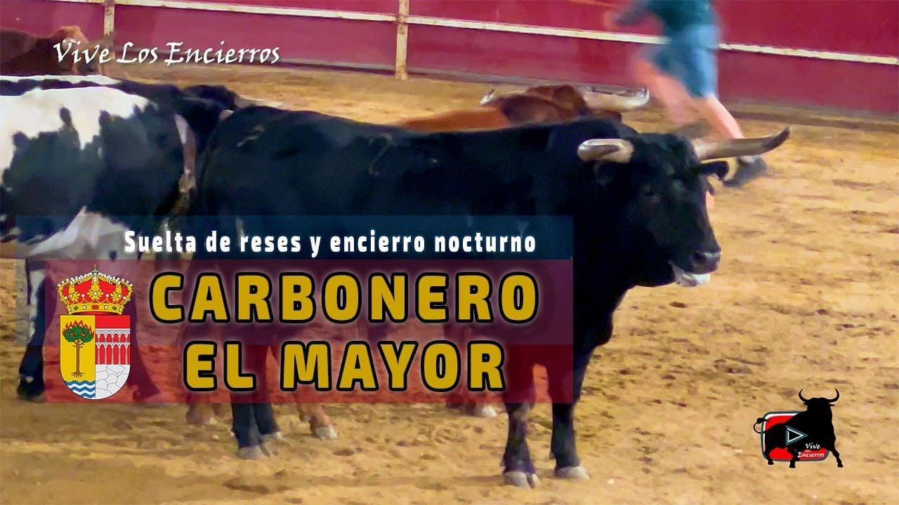 Carbonero el Mayor 2023 Suelta de reses y encierro nocturno