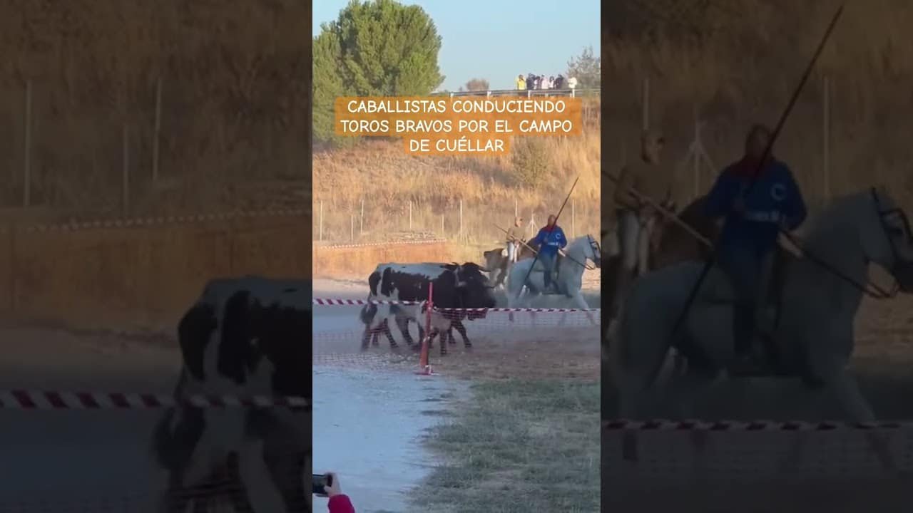 transumancia de toros y bueyes