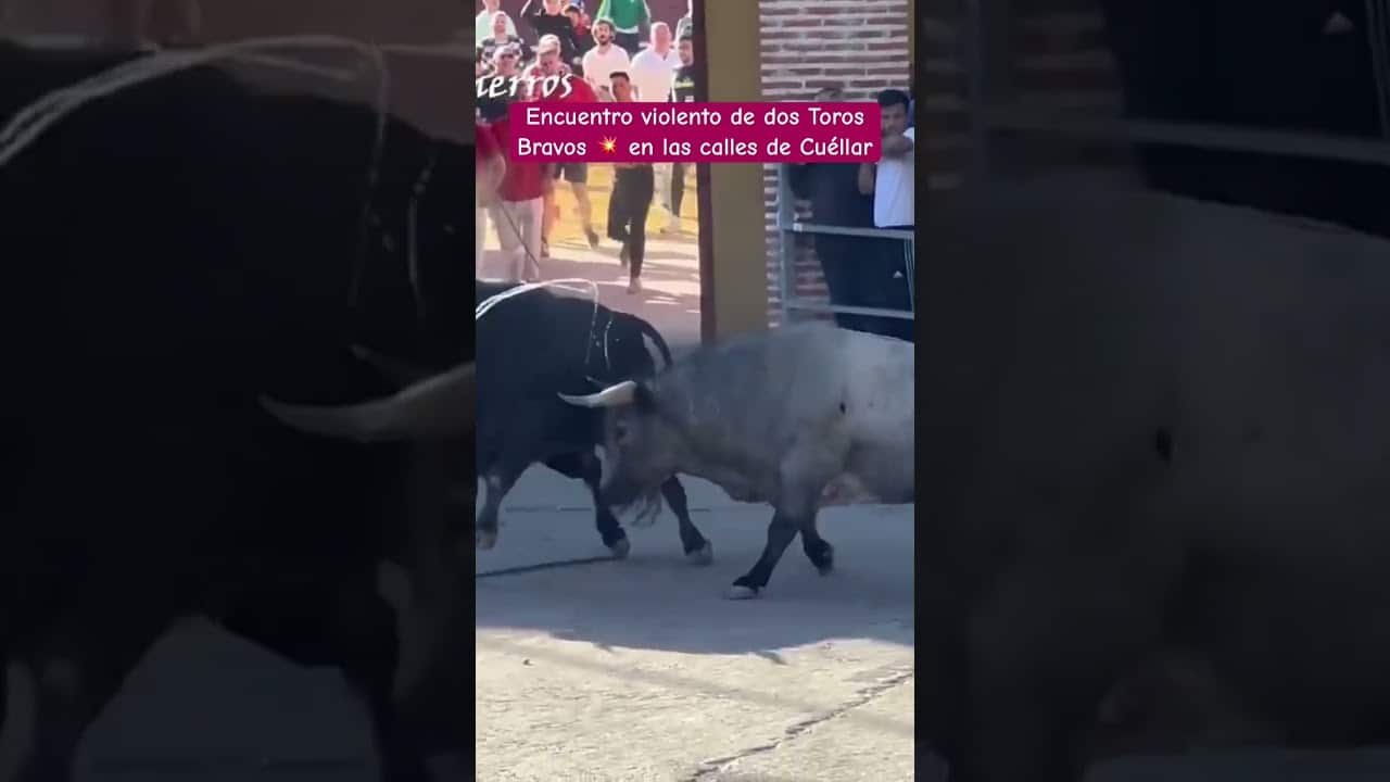 DOS TOROS BRAVOS MIDIENDO SU FUERZA