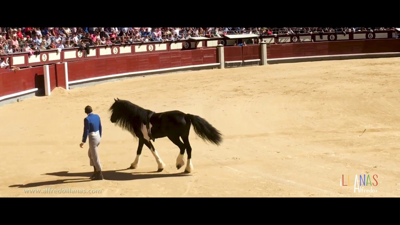 Espectáculo de Doma en Ventas