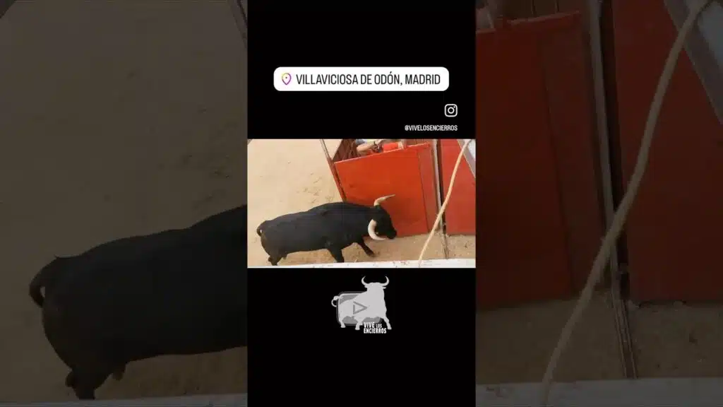 Toro entra con peligro al toril en Villaviciosa de Odón #shorts
