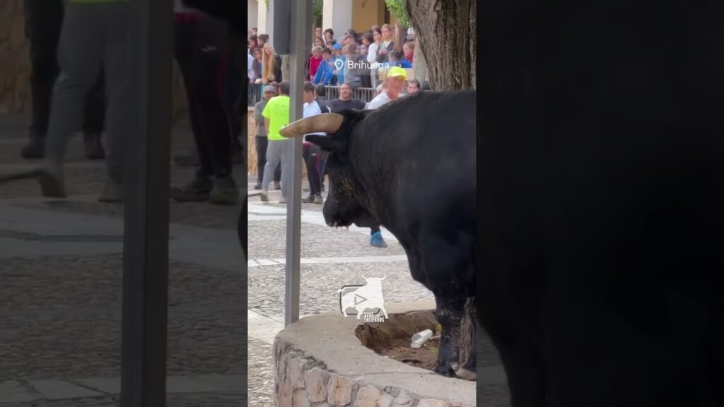 Toro subido al alcorque