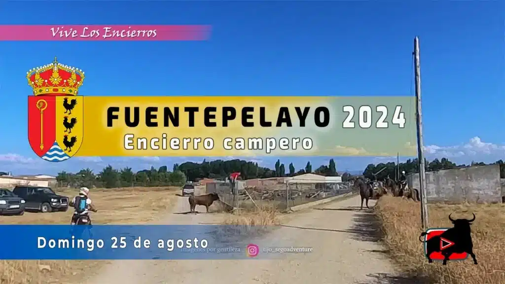 Encierro por el campo con toros bravos Fuentepelayo