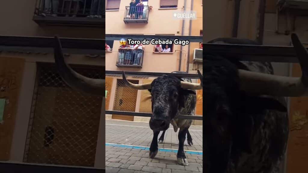 ESCALOFRIANTE lo que HACE este TORO de CEBADA GAGO #shorts
