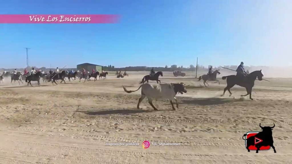 Bueyes rebeldes en encierro de Mozoncillo 2024