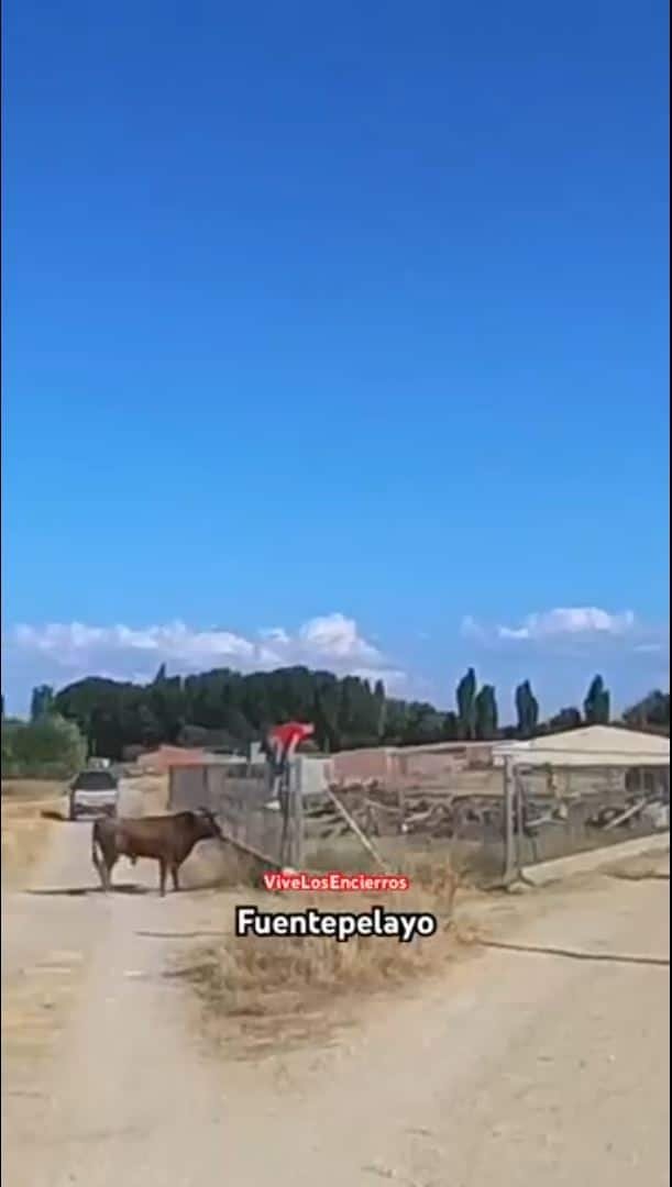 toro se escapa en fuentepelayo