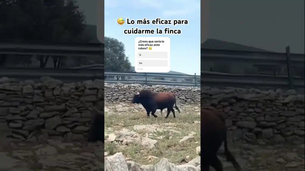 Me he pillado un toro para cuidar de la finca 😅 #shorts