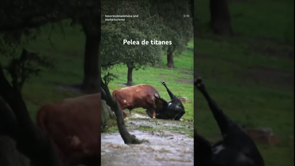 Pelea de titanes en la dehesa #shorts