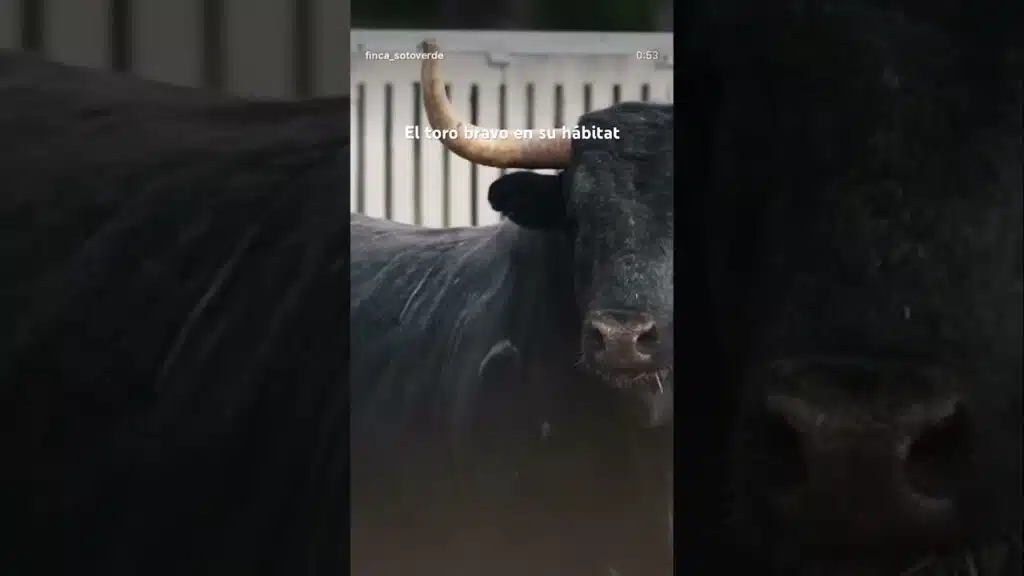 El toro bravo en su hábitat #shorts