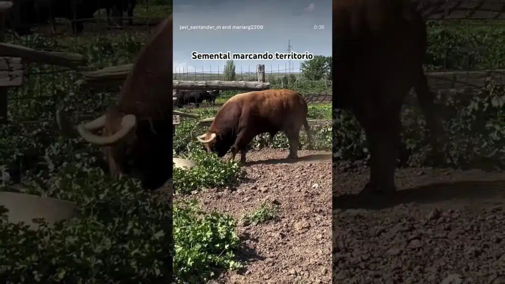 Semental marcando su territorio #shorts