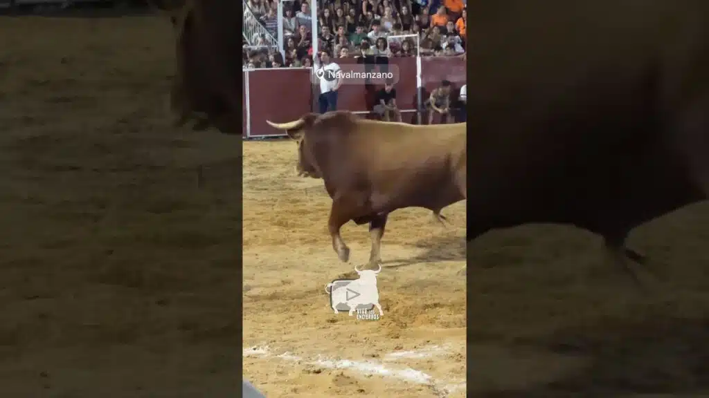 Enorme toro en Navalmanzano #shorts