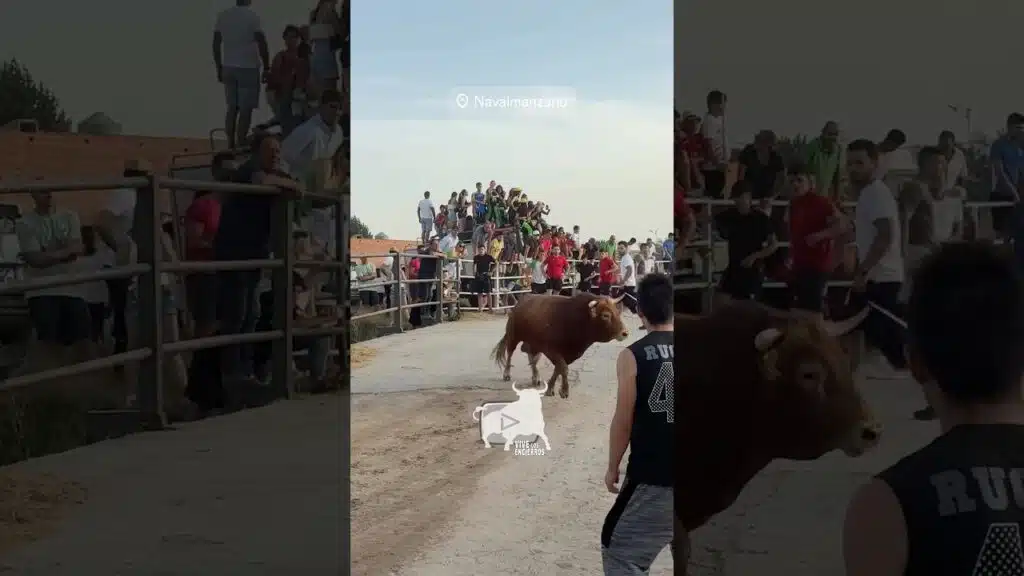 Toro embiste en el embudo Navalmanzano #shorts
