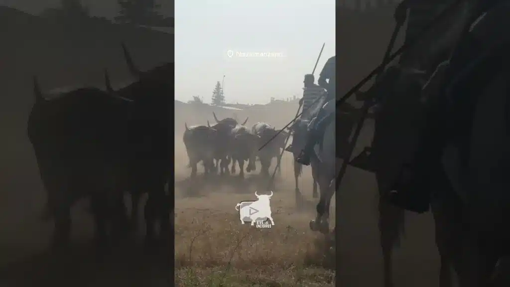 Los toros se vuelven en el embudo #shorts