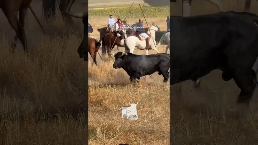 Toro entrando en el embudo #fuentepelayo