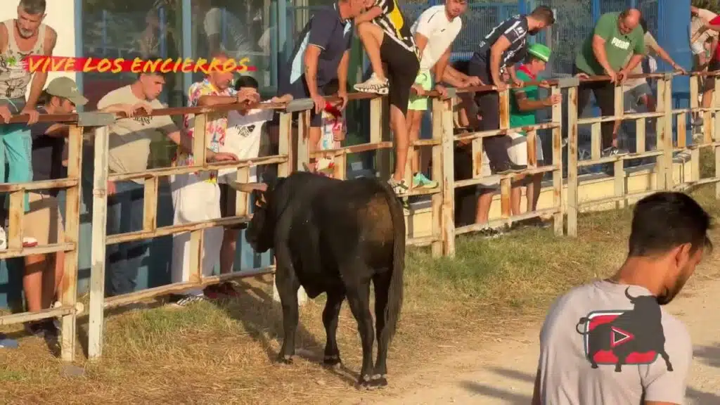 Segundo encierro campero Fuentepelayo