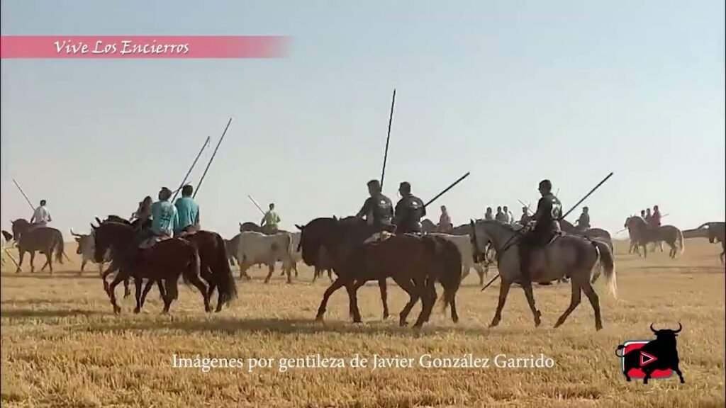 Encierro campero Hontalbilla 2025