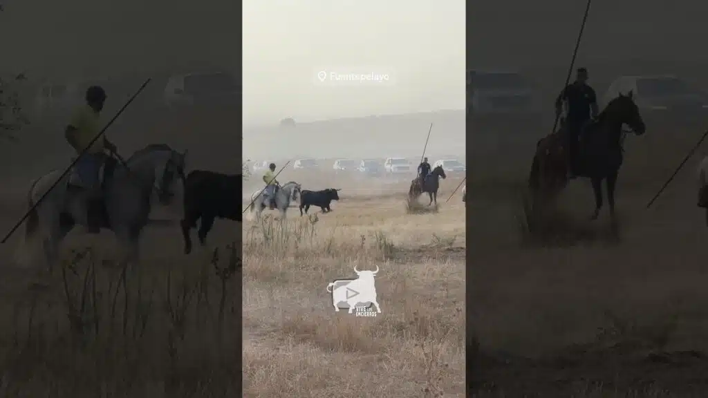 Toro se da la vuelta #fuentepelayo #shorts