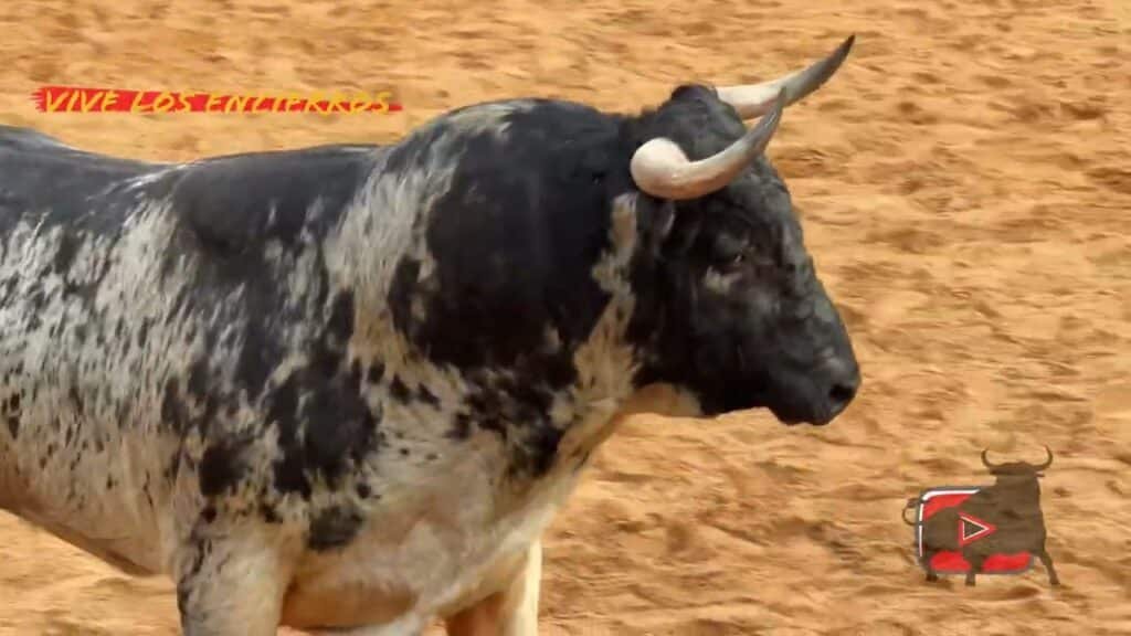 Encierro urbano de La Seca 03-08-25