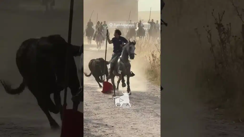 Toro rezagado campero Fuentepelayo #shorts