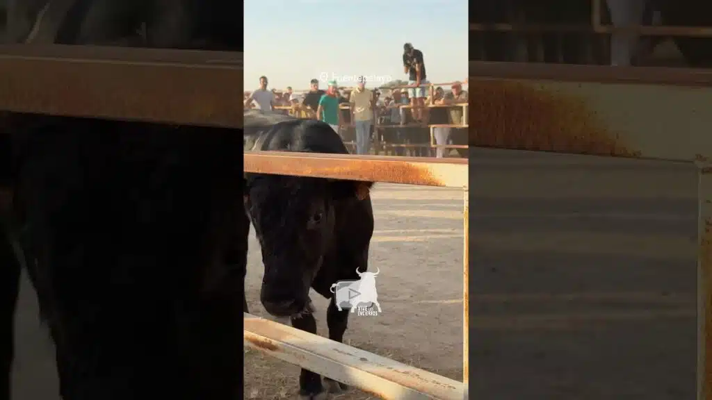 Toro se niega entrar al recorrido #shorts