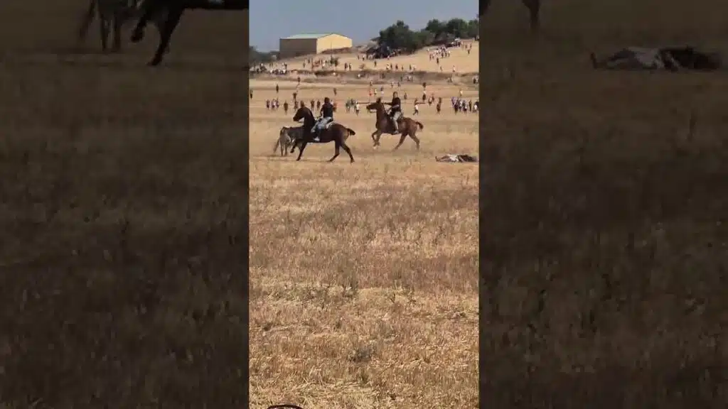 Cogida grave a caballista en encierro campero Guadalajara #shorts