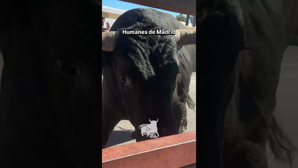 🥵 La mirada del toro de cara #shorts