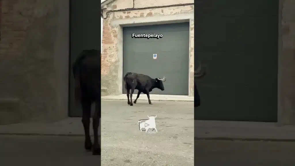 I vaca de San Miguel #fuentepelayo #shorts