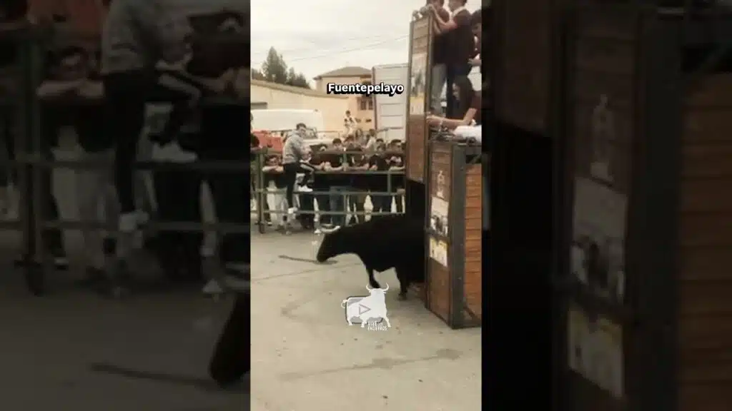 I toro de San Miguel #fuentepelayo #shorts